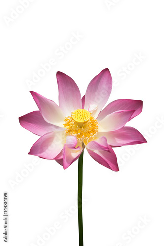 lotus on isolate white background.