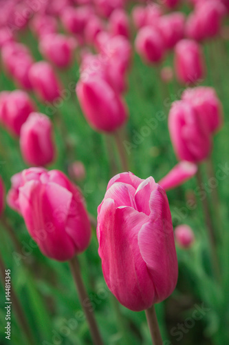 Beautiful tulip field, violet rose tulip flower garden. photo