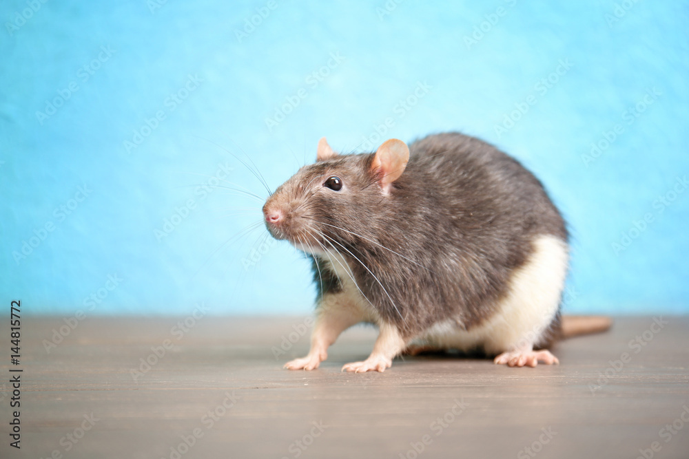 Cute funny rat on wooden table against color background Cute funny rat on wooden table against color background