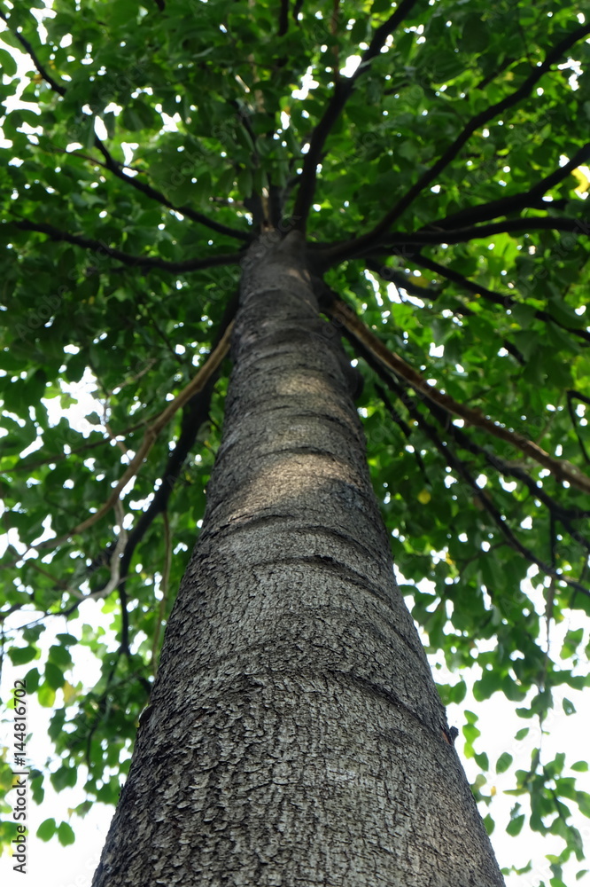 Fototapeta premium Tree in Park.