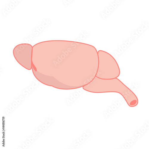 Rat Brain vector illustration