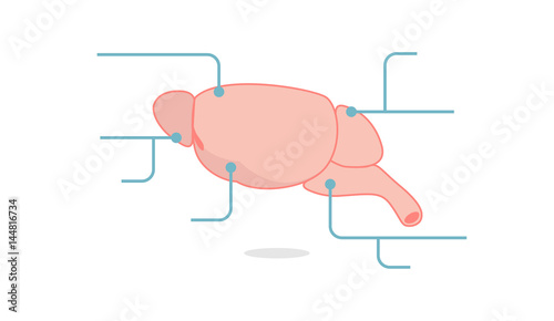 Rat Brain vector illustration: Info-graphics