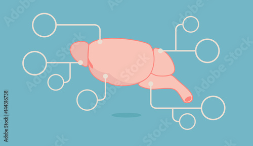 Rat Brain vector illustration: Info-graphics