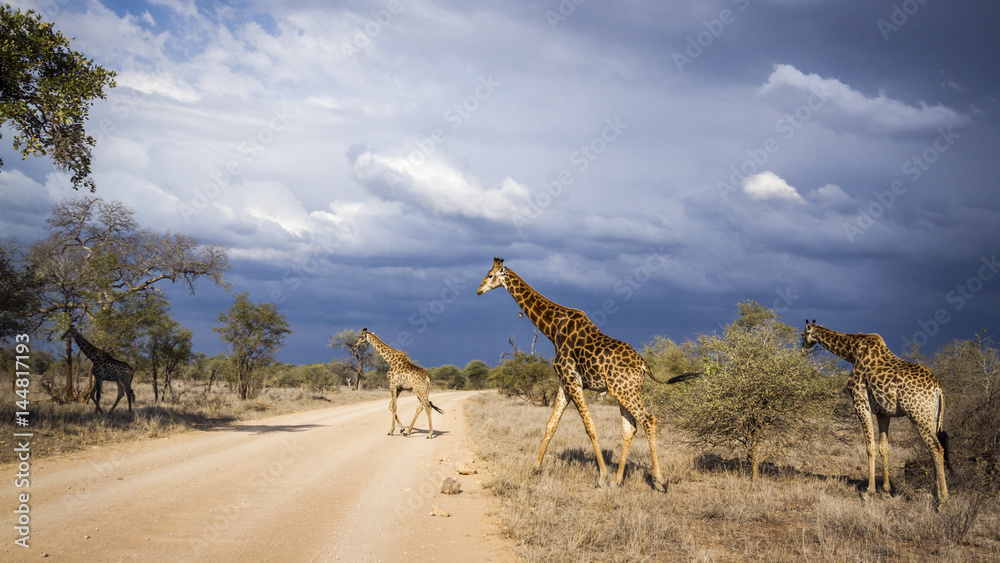 Naklejka premium Giraffe in Kruger National park, South Africa