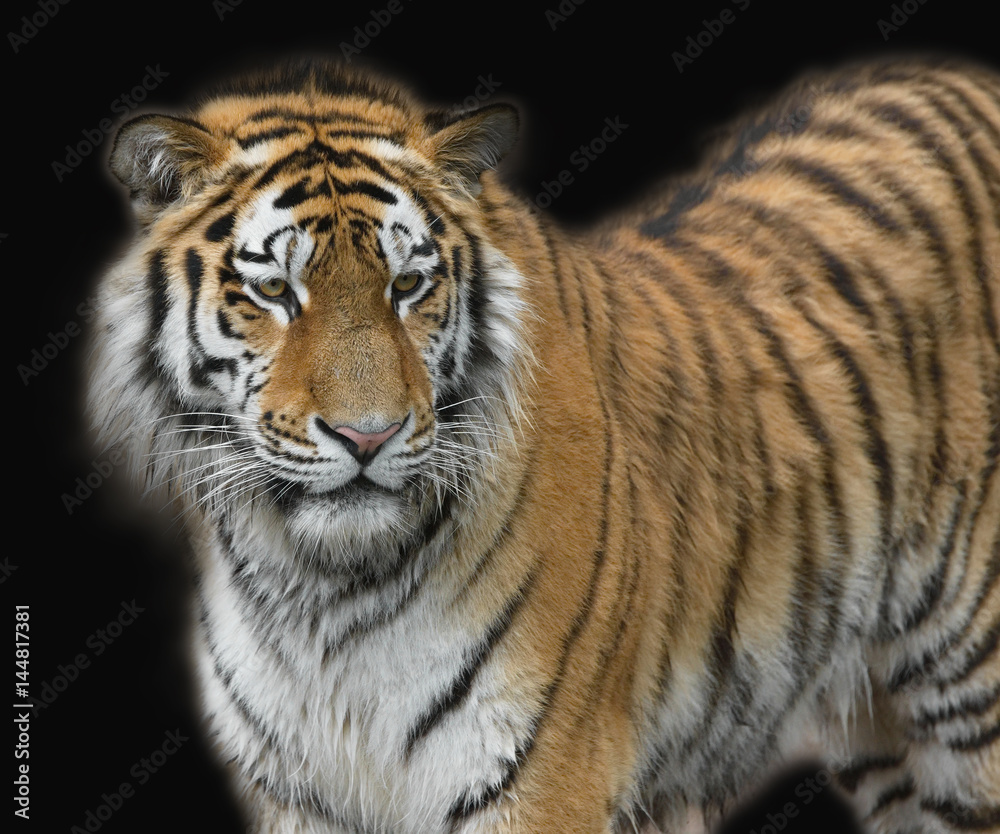 Tiger vor schwarzem Hintergrund Tiger vor schwarzem Hintergrund
