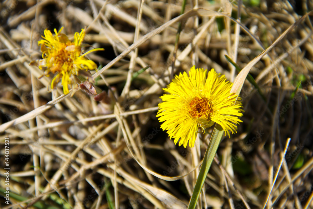 Coltsfoot flower (Tussilago farfara) on meadow Coltsfoot flower (Tussilago farfara) on meadow