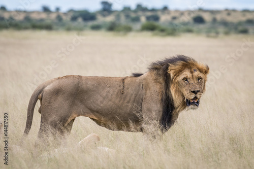 Male Lion in the high grass.
