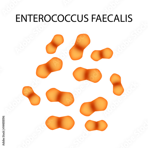 Enterococcus faecalis. Pathogenic flora. The bacterium causes intestinal diseases. Infographics. Vector illustration.