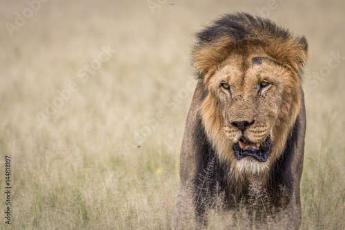 Fototapeta Naklejka Na Ścianę i Meble -  Male Lion in the high grass.