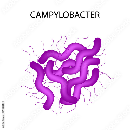Campylobacter. Pathogenic flora. The bacterium causes intestinal diseases. Infographics. Vector illustration. photo