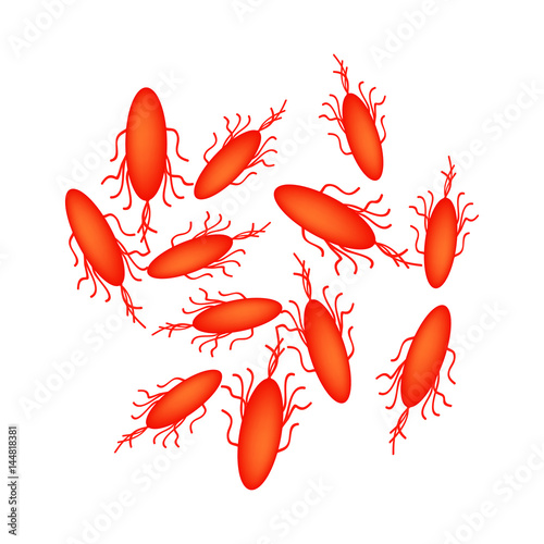 Escherichia coli. Infographics. Vector illustration on isolated background.