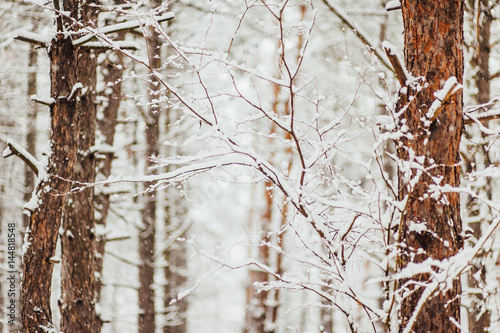 Pine trees in the snow. The texture of the winter forest. © Nadtochiy