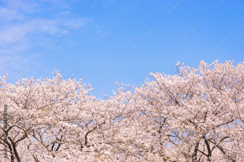 桜の花 日本の象徴的な花木 Stock 写真 Adobe Stock