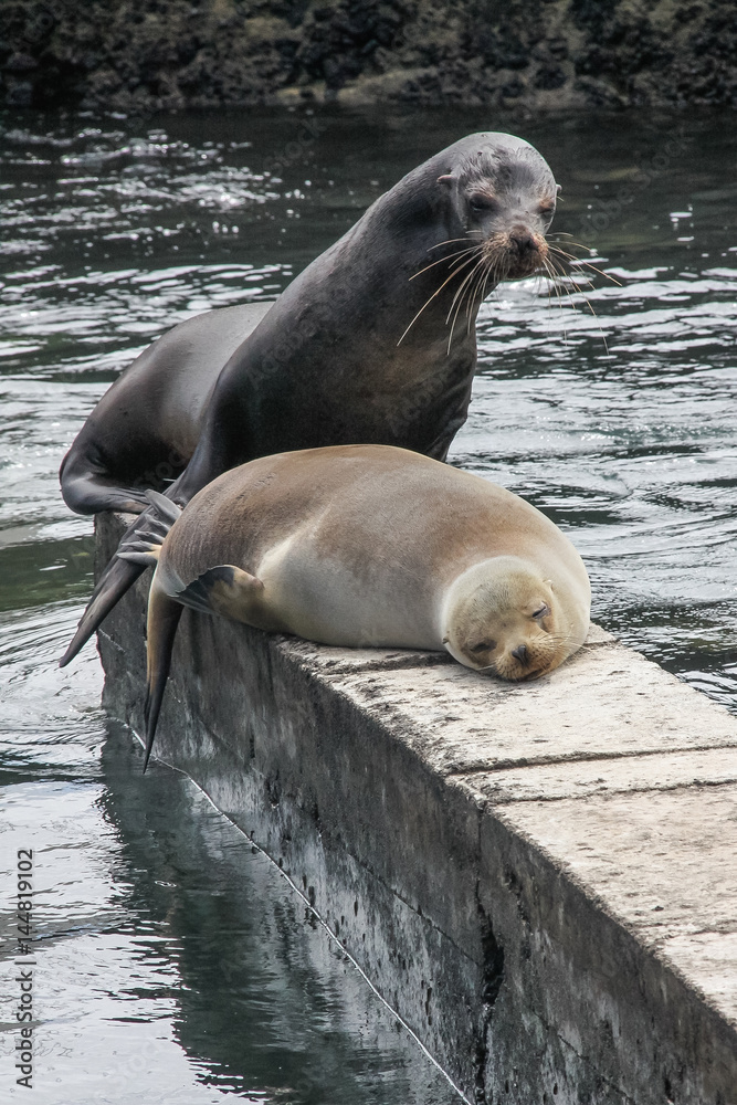 Fototapeta premium Seelöwenpaar am Hafen