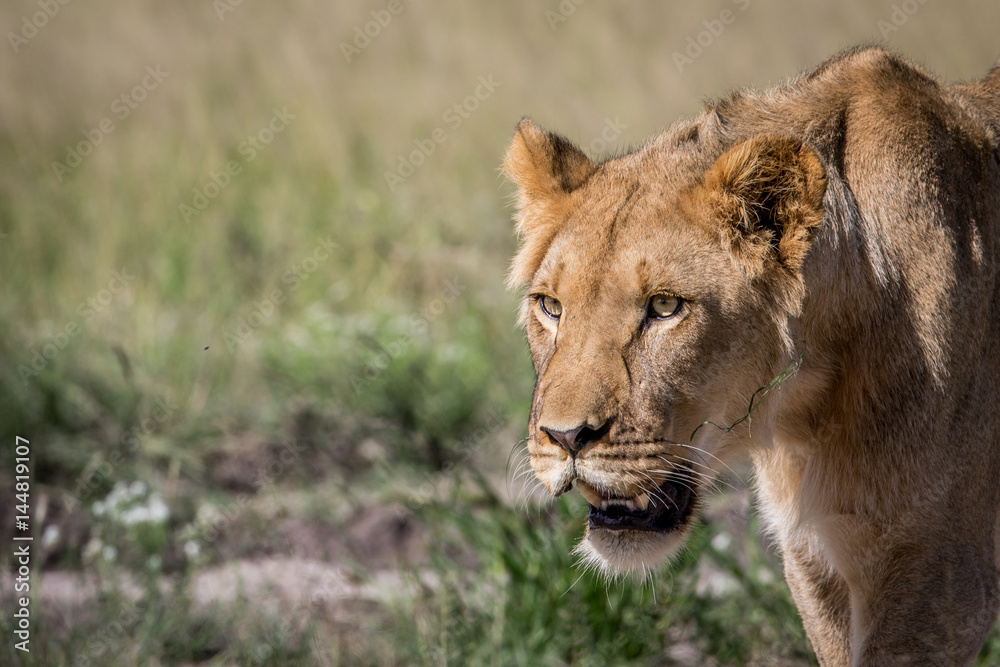 Fototapeta premium Side profile of a young male Lion.