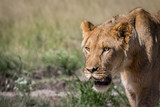 Side profile of a young male Lion.
