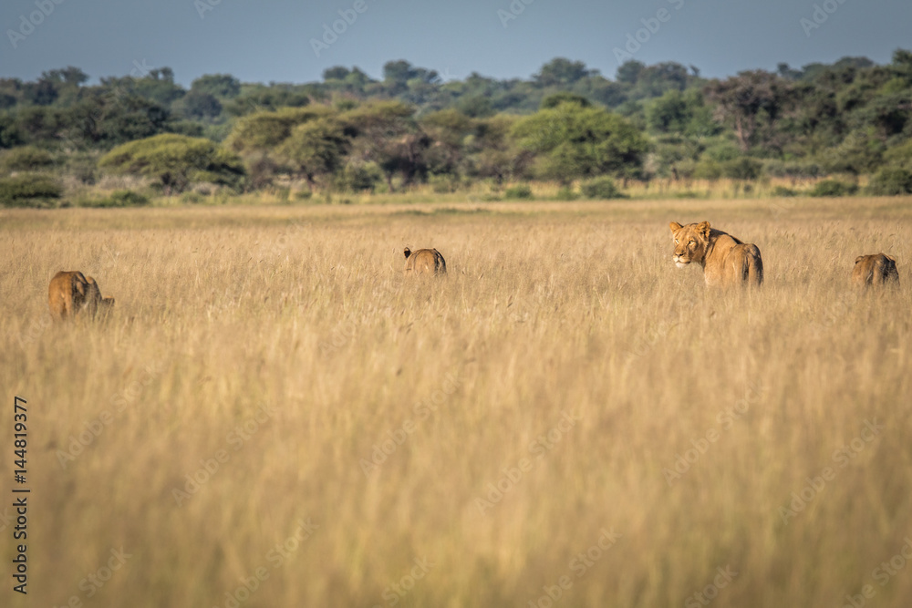 Group of Lions in the high grass. Group of Lions in the high grass.