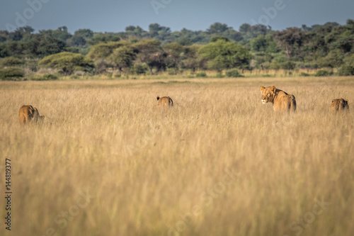Group of Lions in the high grass. © simoneemanphoto