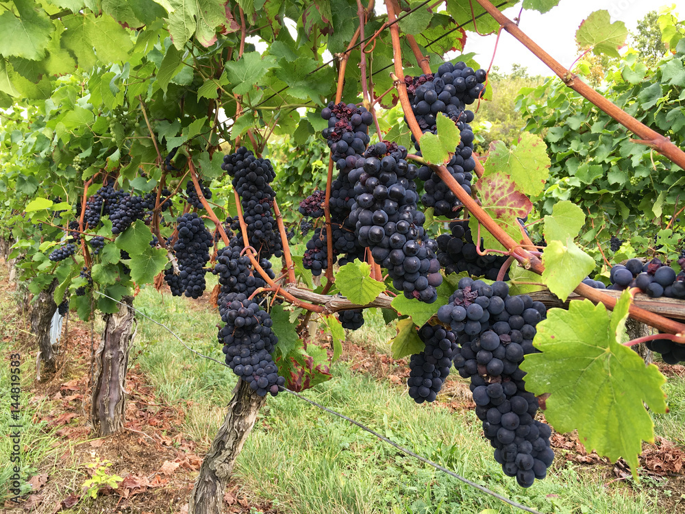 Blue grapes hanging on vines