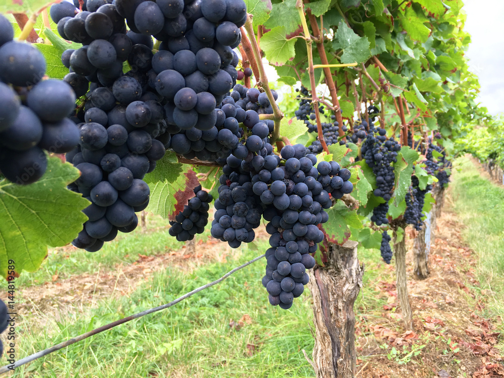 Blue grapes hanging on vines