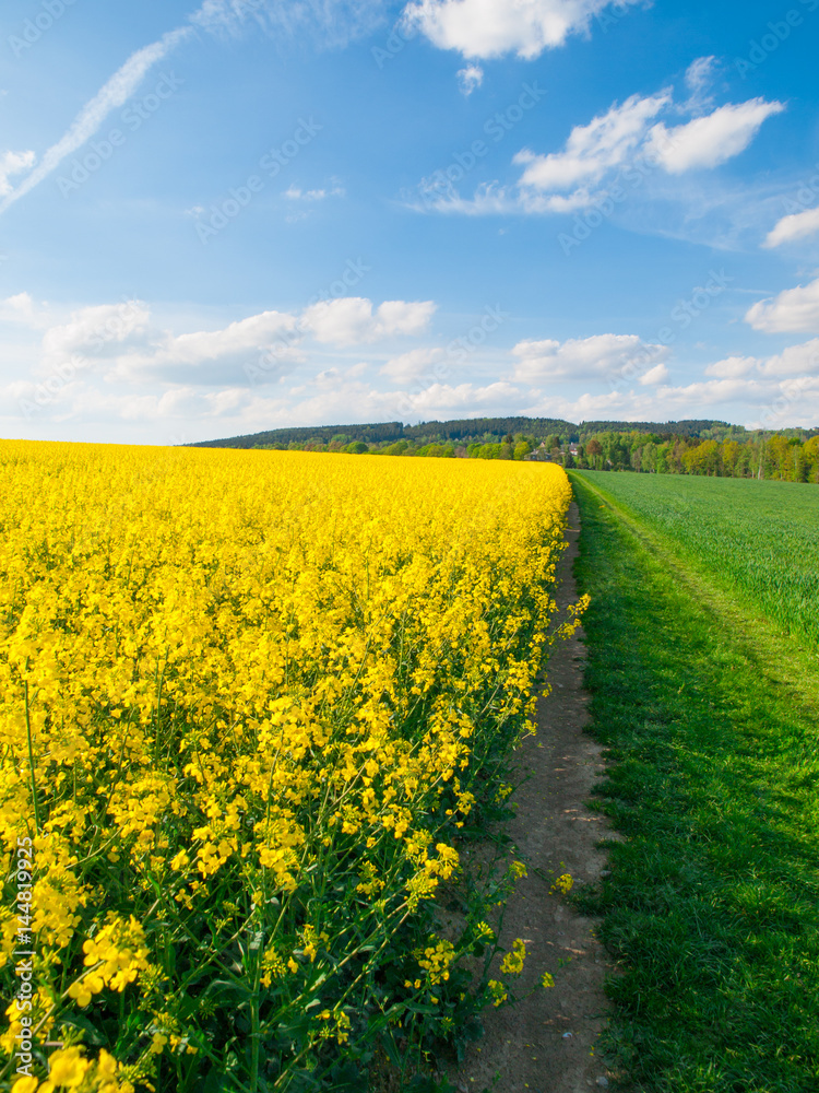 Field of rapeseed, aka canola or colza. Rural landscape with country road, green alley trees, blue sky and white clouds. Spring and green energy theme, Czech Republic, Europe.