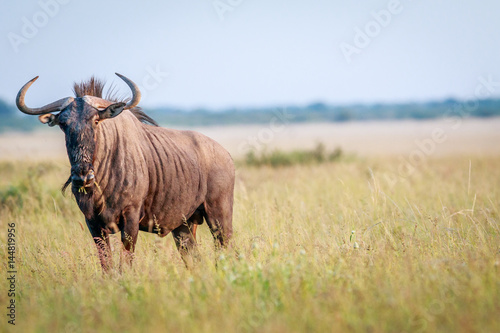 Starring Blue wildebeest in high grass.