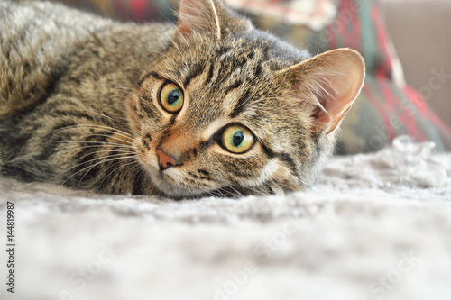 Cautious cat on carpet © Nastassia Yakushevic