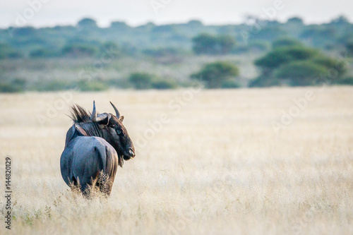 Blue wildebeest looking back.