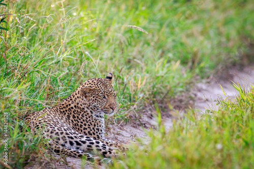 Leopard laying on a path.