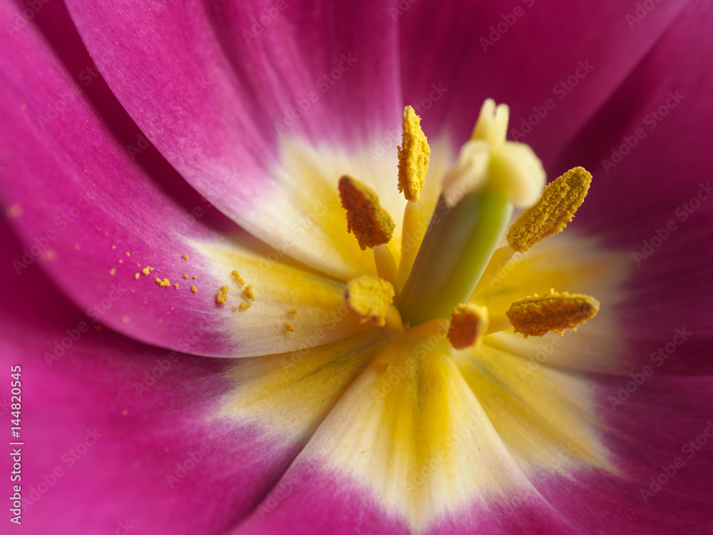 Fototapeta premium Macro of a pink tulip