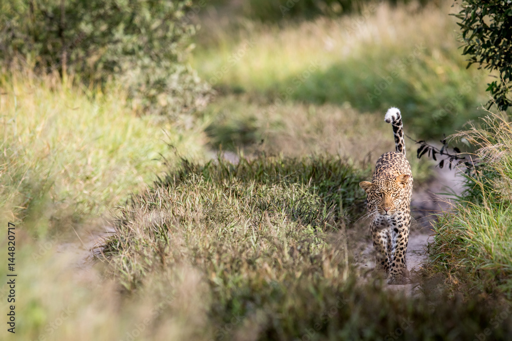 Leopard walking towards the camera. Leopard walking towards the camera.