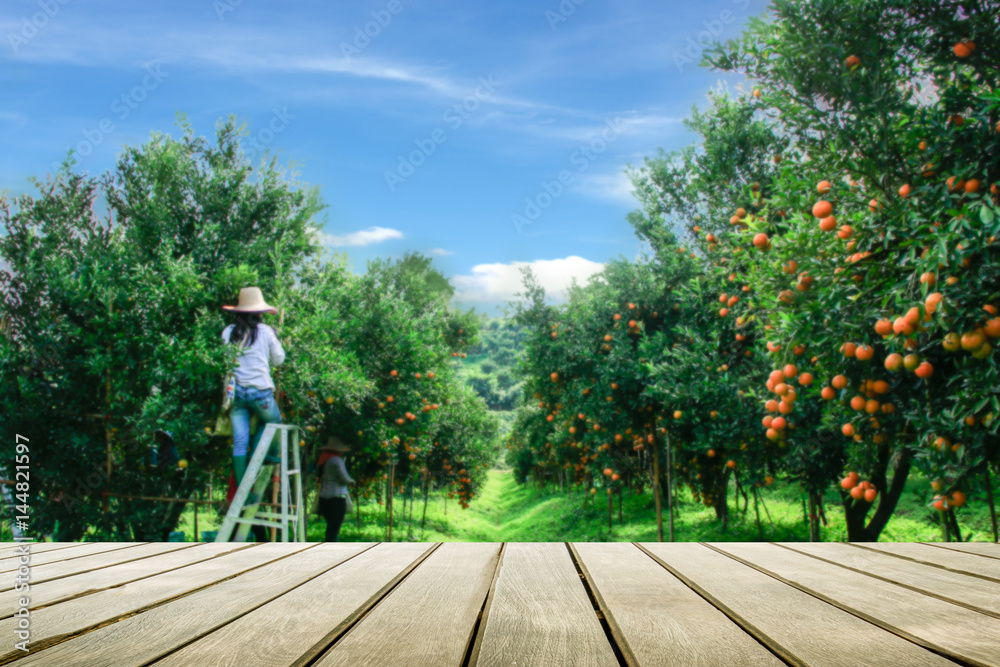 Wooden terrace and orange grove