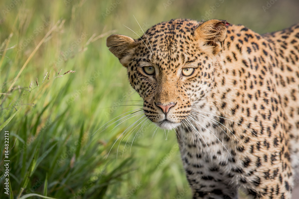 Fototapeta premium Close up of Leopard head.