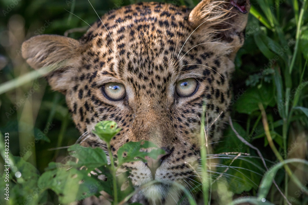 Naklejka premium Leopard starring at the camera.