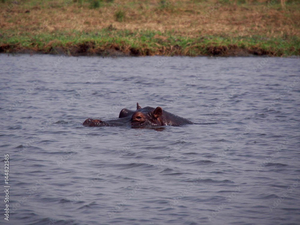 Fototapeta premium Botswana