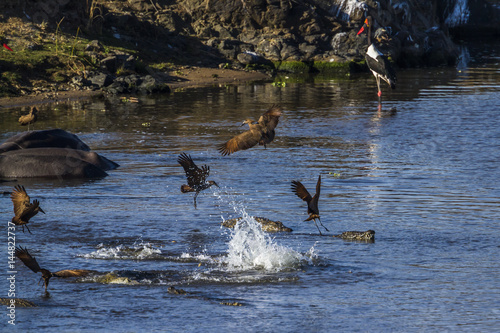 Nile crocodile and waterbirds in Kruger National park, South Africa