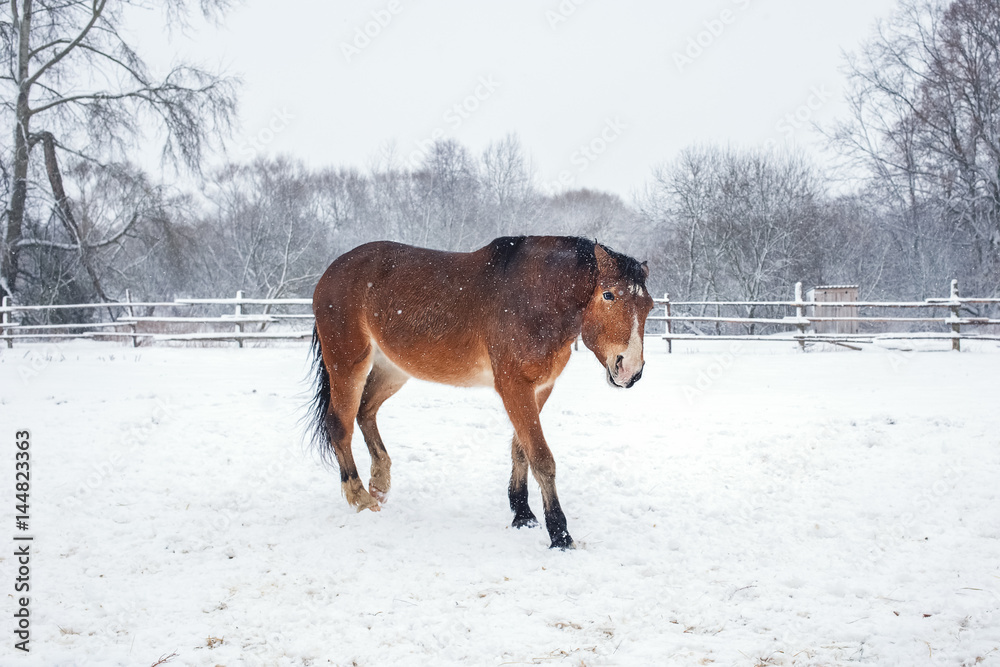 Winter portrait of a proud bay horse Winter portrait of a proud bay horse