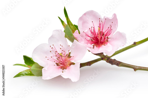 Almond flowers
