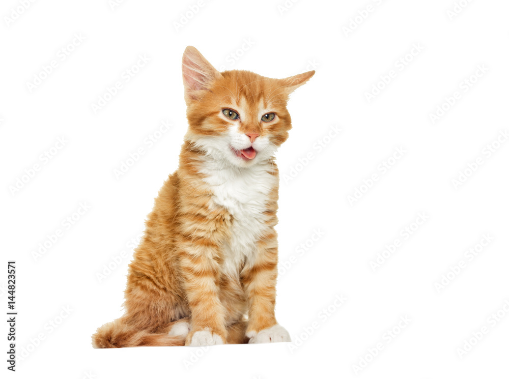 Red cute kitten yawning, shows tongue