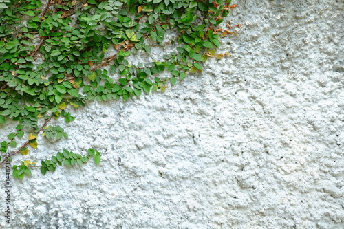 Green leaves on White Cement Texture Background.
