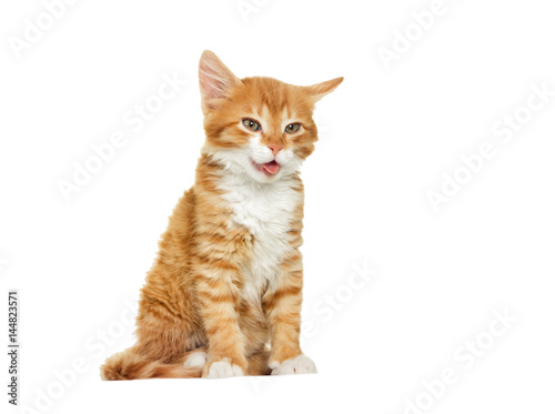 Red cute kitten yawning, shows tongue