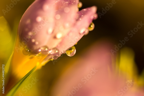 A drop of water close-up on a crocus flower