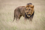 Male Lion in the high grass.