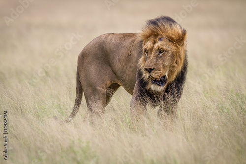 Fototapeta Naklejka Na Ścianę i Meble -  Male Lion in the high grass.