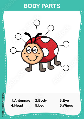 Illustration of lady bug vocabulary part of body,Write the correct numbers of body parts