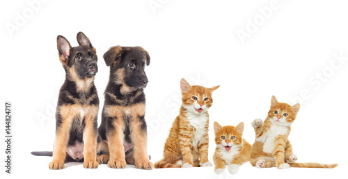 Fototapeta Naklejka Na Ścianę i Meble -  kitten and Puppy looking