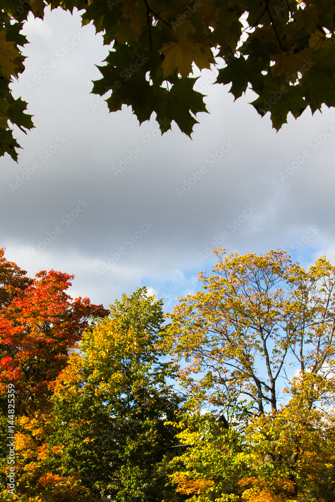Fototapeta premium Colourful trees in autumn