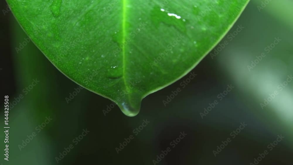 Macro View of Green Leaf with Water Drop or Rain Drop. 4K Macro View of Green Leaf with Water Drop or Rain Drop. 4K