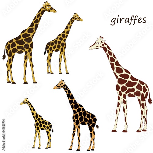 Giraffes