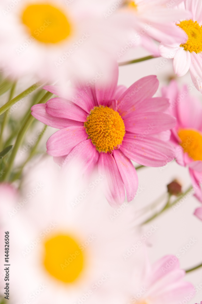 Rosa Margeriten Rosa Margeriten